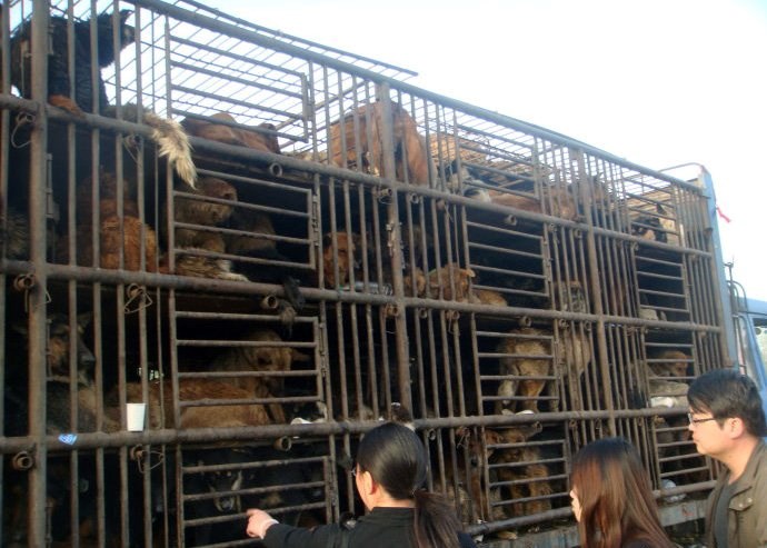 ŠOKANTNE SNIMKE Kina se priprema za festival psećeg i mačjeg mesa!