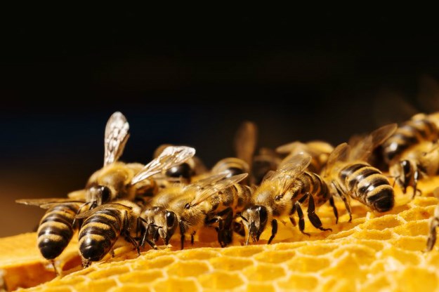 Pčele uznemirile građane, pčelari objašnjavaju: Nema mjesta panici, vrijeme je rojenja