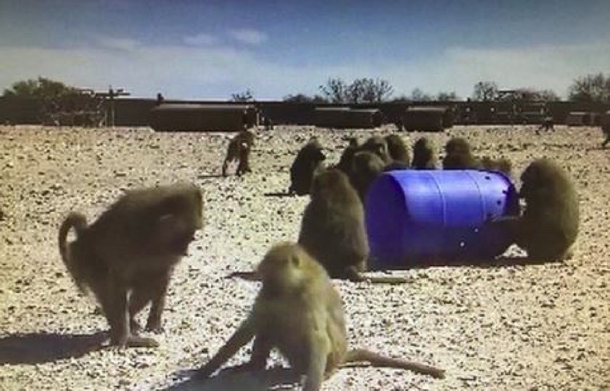 Babunima dali bačve, oni na genijalan način pobjegli iz istraživačkog centra