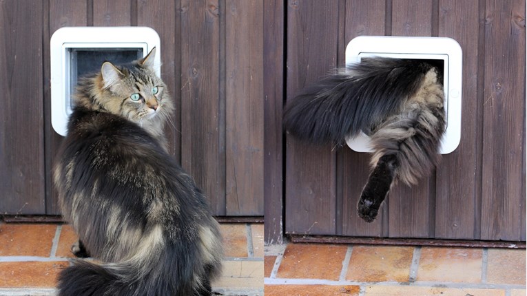 VIDEO Mačka je dovela nepozvanog gosta u kuću
