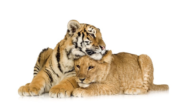 Popularnost lavova i tigrova može biti i njihovo prokletstvo