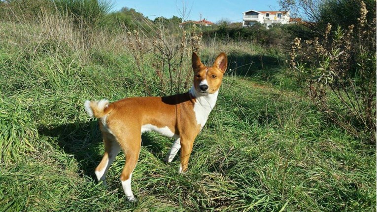 Izgubljen pas na području Zadra, vlasnica moli za pomoć
