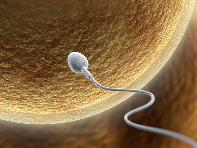Činjenica koju žene moraju znati. Koliko dugo može "preživjeti" sperma?
