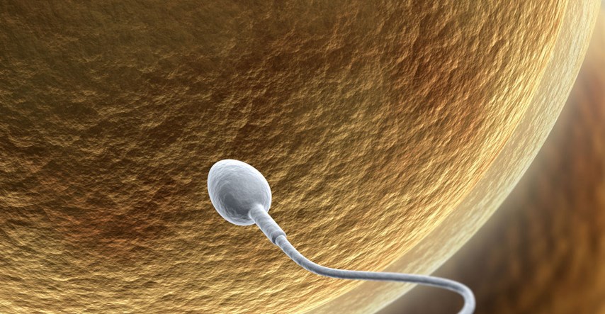 Činjenica koju žene moraju znati. Koliko dugo može "preživjeti" sperma?