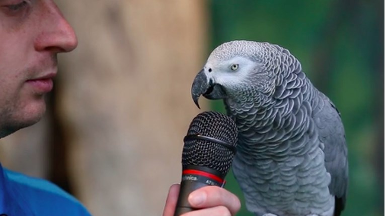 VIDEO Ovaj papagaj će vas oduševiti!