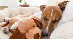 OPREZ Sezona je krpelja koji mogu uzrokovati smrtonosne bolesti kod pasa
