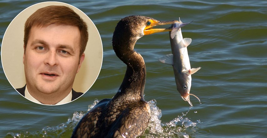 Ministar Ćorić opravdava odluku o pokolju ptica zaštićenih u EU