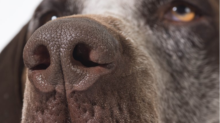 Pet stvari koje morate znati i napraviti ako pas ima suhu njušku
