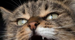 Zašto mačke cvokoću zubima kada vide ptice?