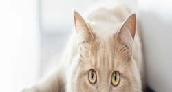 Mace si mogu sve očistiti same - osim ušiju