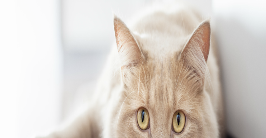 Mace si mogu sve očistiti same - osim ušiju