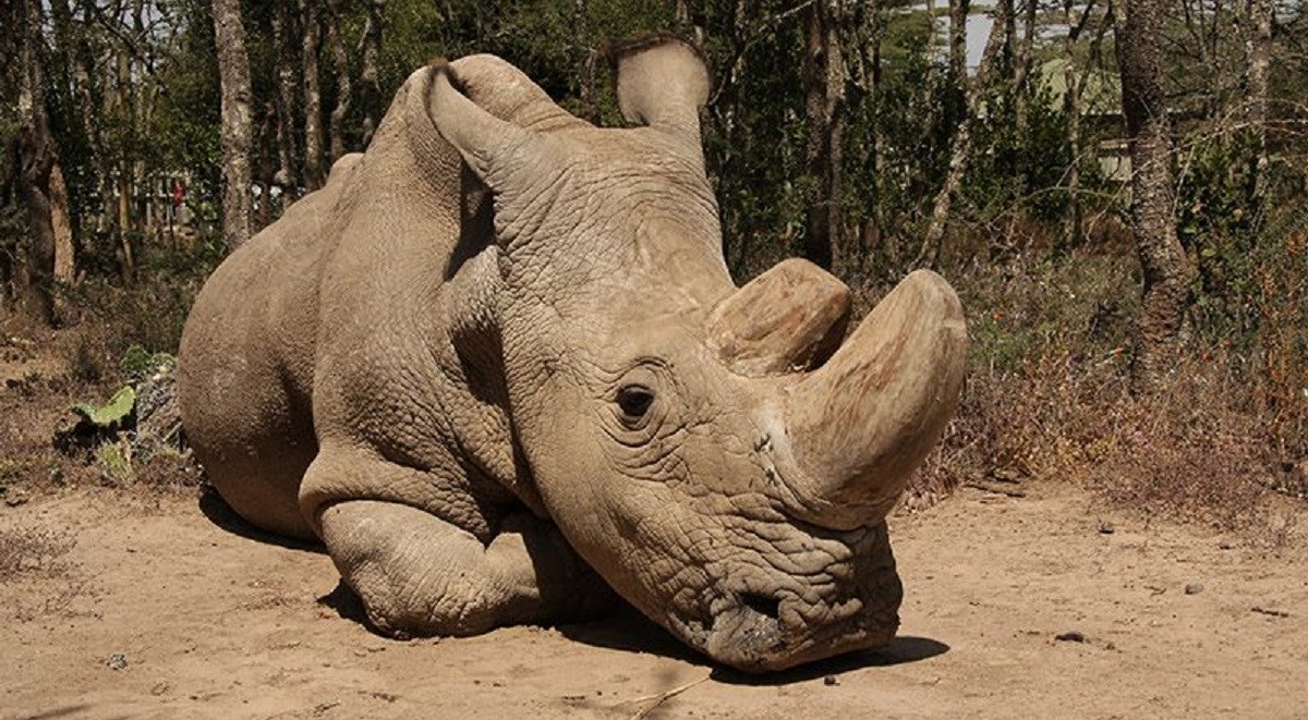 Ovako izgleda izumiranje: Sudan je posljednji mužjak svoje vrste, 24 sata čuva ga straža