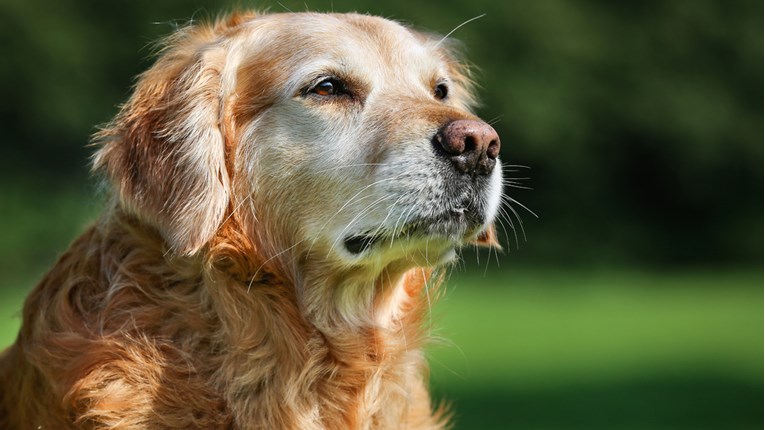 Znate li kada je vaš pas ostario i kako mu možete pomoći?