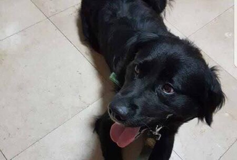 Traži se pas Blacky koji je nestao na području Slavonskog Broda - Nalazniku vrijedna nagrada