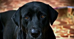 Što je "sindrom crnog psa"?