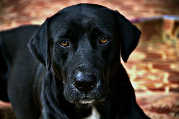 Što je "sindrom crnog psa"?