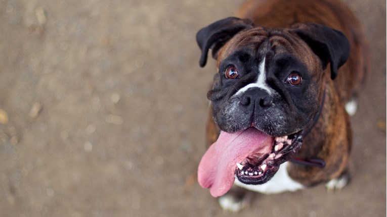 VIDEO Bokseri su divni psi, a ovi će vas i dobro zabaviti