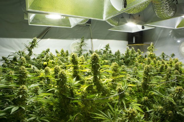 Australija se pridružila "zelenom valu": Legalizira se uzgoj medicinske marihuane
