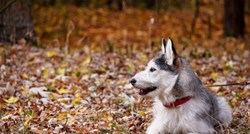 Jesen pred vratima: Savjeti za što sigurniju šetnju s psom