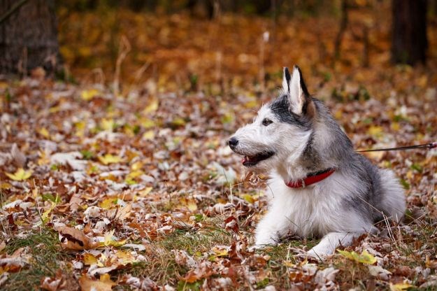 Jesen pred vratima: Savjeti za što sigurniju šetnju s psom