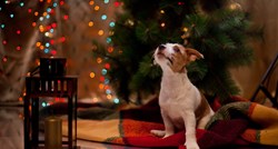 FOTO Planirate li iznenaditi svog psa za Božić?