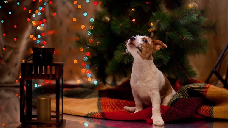 FOTO Planirate li iznenaditi svog psa za Božić?