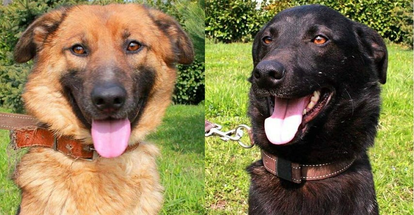 Dva napuštena psa iz Broda ne mogu ni trenutka jedan bez drugog: Uhvati ih panika kad nisu skupa
