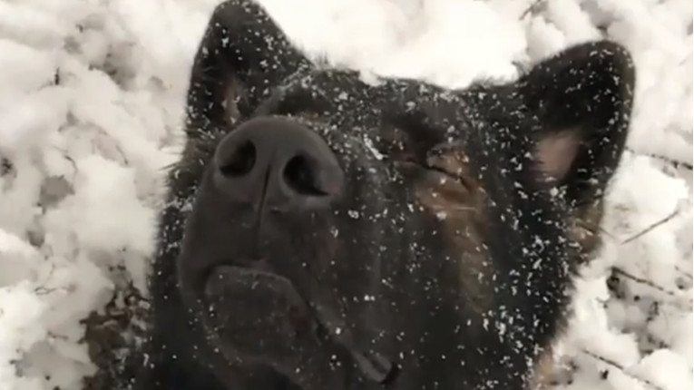 VIDEO Ovaj pas zbilja uživa u snijegu