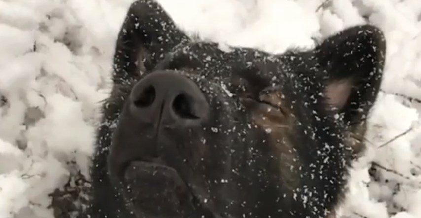 VIDEO Ovaj pas zbilja uživa u snijegu