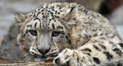 Snježni leopard nije više na popisu ugroženih vrsta