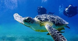 Prijeti im izumiranje: Zbog globalnog zagrijavanja 99 posto morskih kornjača su ženke