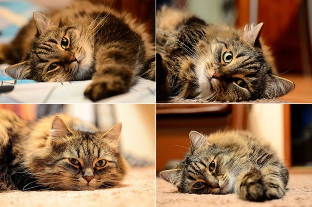 Danas se u SAD-u obilježava Nacionalni dan mačaka