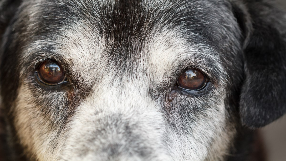 Znate li što je pseći Alzhemier?