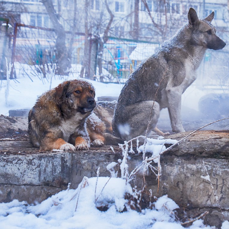 mogu li pudli podnijeti hladno vrijeme