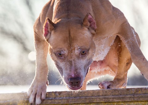 su pit bullovi dobri kućni psi