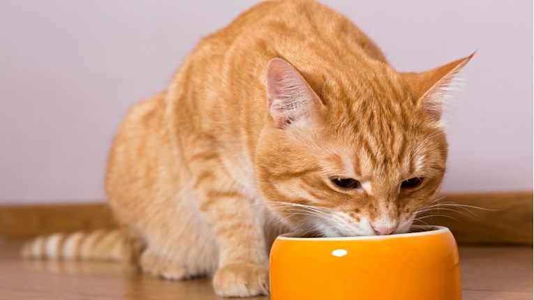 Hranite li pravilno mačku?