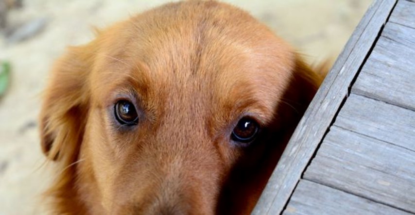 Znanstvenici tvrde: Psi ne osjećaju krivnju ili sram