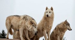 5 zanimljivih činjenica o obiteljskom životu vukova