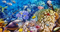 GLAVNI KRIVCI KLIMATSKE PROMJENE I EL NINO Dio Velikog koraljnog grebena doslovno je spržen