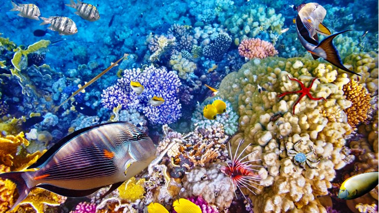 GLAVNI KRIVCI KLIMATSKE PROMJENE I EL NINO Dio Velikog koraljnog grebena doslovno je spržen