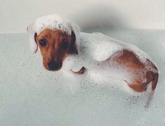 3 domaće kupke za pse