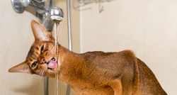 FOTO Znate li koliko vode moraju piti mačke?