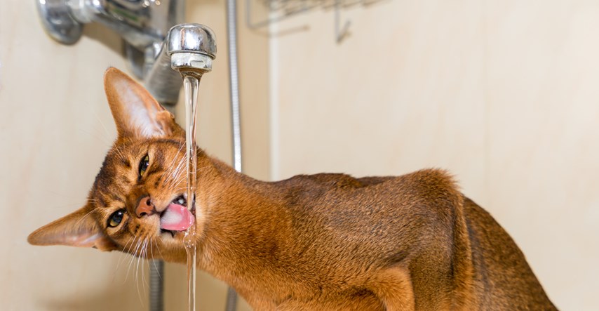 FOTO Znate li koliko vode moraju piti mačke?