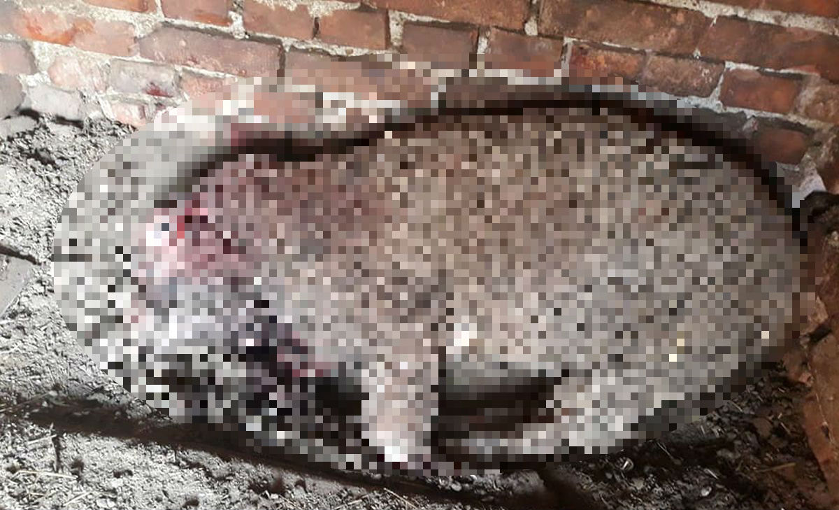 UZNEMIRUJUĆE FOTOGRAFIJE Psi lutalice poklali ovce u Pleternici kod Požege