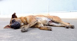 Odani pas satima ležao na mjestu, gdje je izgubio svoju voljenu vlasnicu