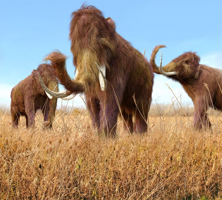 Znanstvenici s Harvarda planiraju oživjeti mamuta do 2019. godine