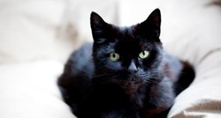 Zanimljivosti koje niste znali o crnim mačkama