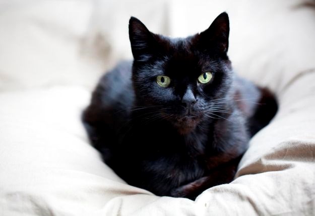 Zanimljivosti koje niste znali o crnim mačkama