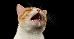 Neobični zvukovi koje proizvodi vaša mačka: Saznajte što oni znače