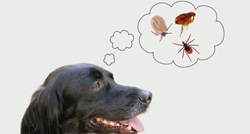 Ubodi insekata nisu uvijek bezazleni za vašeg psa